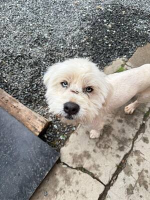 Wer schenkt Angelo, mit den strahlenden blauen Augen, sein Happy End ?