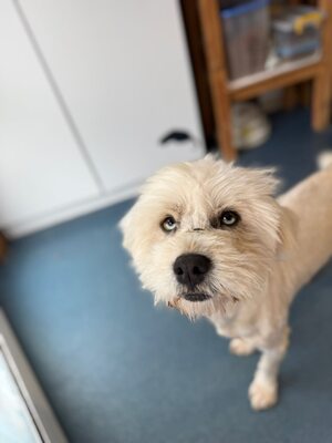 Wer schenkt Angelo, mit den strahlenden blauen Augen, sein Happy End ?, Mischling - Rüde