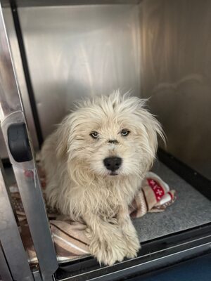 Wer schenkt Angelo, mit den strahlenden blauen Augen, sein Happy End ?, Mischling - Rüde