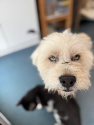 Wer schenkt Angelo, mit den strahlenden blauen Augen, sein Happy End ?, Mischling - Rüde