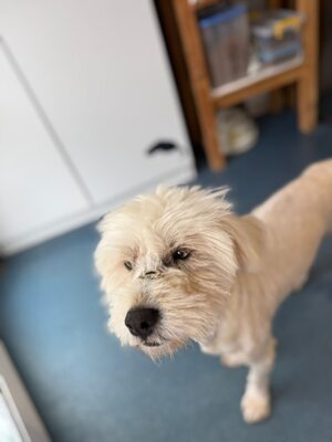 Wer schenkt Angelo, mit den strahlenden blauen Augen, sein Happy End ?, Mischling - Rüde