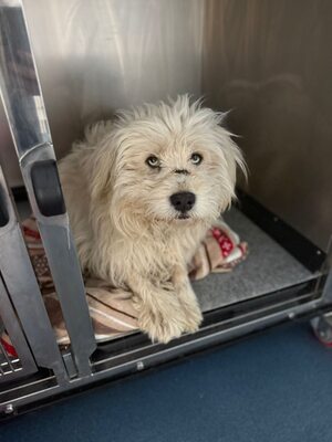 Wer schenkt Angelo, mit den strahlenden blauen Augen, sein Happy End ?, Mischling - Rüde