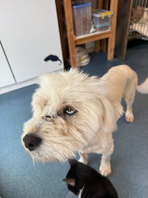 Wer schenkt Angelo, mit den strahlenden blauen Augen, sein Happy End ?, Mischling - Rüde