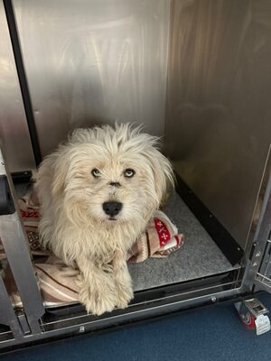 Wer schenkt Angelo, mit den strahlenden blauen Augen, sein Happy End ?, Mischling - Rüde