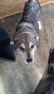 Wer schenkt Lola ein weiches und warmes Körbchen?, Mischling - Hündin