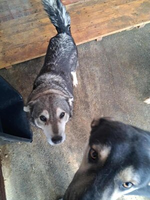 Wer schenkt Lola ein weiches und warmes Körbchen?, Mischling - Hündin