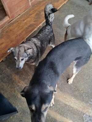 Wer schenkt Lola ein weiches und warmes Körbchen?, Mischling - Hündin