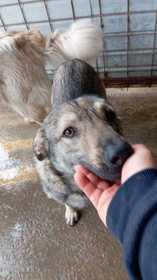 Wer sieht Aarons leises Flehen nach Liebe?