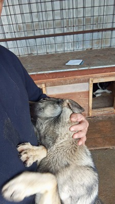 Wer sieht Aarons leises Flehen nach Liebe?, Mischling - Rüde