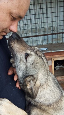 Wer sieht Aarons leises Flehen nach Liebe?, Mischling - Rüde