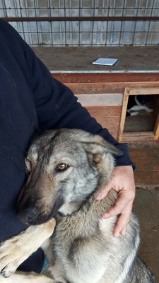 Wer sieht Aarons leises Flehen nach Liebe?, Mischling - Rüde