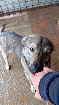 Wer sieht Aarons leises Flehen nach Liebe?, Mischling - Rüde