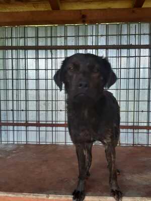 Wer zeigt Basti, wie sich ein liebevolles Zuhause anfühlt?, Mischling - Rüde