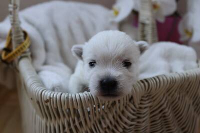 West Highland Terrier Welpen - Hündin