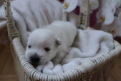 West Highland Terrier Welpen - Hündin