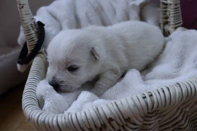 West Highland Terrier Welpen - Hündin