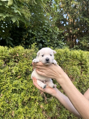 West Highland Terrier Welpen - Hündin