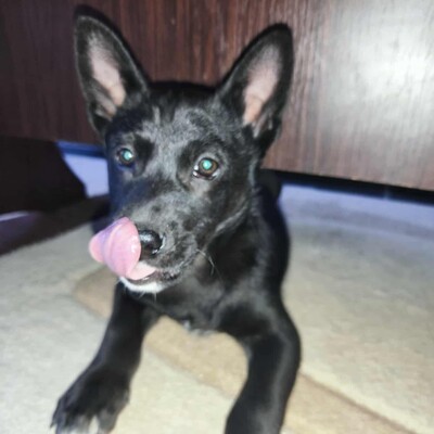 😉Whiskey ist ein 3 Monate alter Welpe ist ein sehr lieber und verschmuster Welpe 💥, Mischling Welpen - Rüde