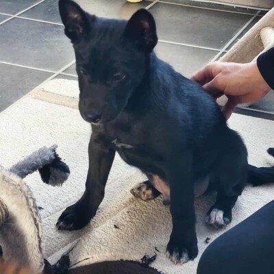 😉Whiskey ist ein 3 Monate alter Welpe ist ein sehr lieber und verschmuster Welpe 💥, Mischling Welpen - Rüde