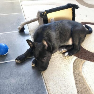 😉Whiskey ist ein 3 Monate alter Welpe ist ein sehr lieber und verschmuster Welpe 💥, Mischling Welpen - Rüde