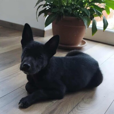 😉Whiskey ist ein 3 Monate alter Welpe ist ein sehr lieber und verschmuster Welpe 💥, Mischling Welpen - Rüde