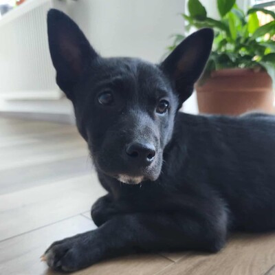 😉Whiskey ist ein 3 Monate alter Welpe ist ein sehr lieber und verschmuster Welpe 💥, Mischlingswelpe Welpen - Rüde