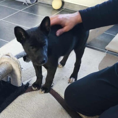 😉Whiskey ist ein 3 Monate alter Welpe ist ein sehr lieber und verschmuster Welpe 💥, Mischlingswelpe Welpen - Rüde