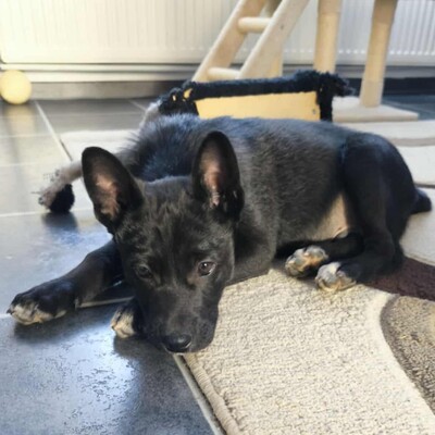 😉Whiskey ist ein 3 Monate alter Welpe ist ein sehr lieber und verschmuster Welpe 💥, Mischlingswelpe Welpen - Rüde