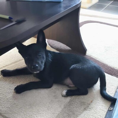 😉Whiskey ist ein 5 Monate alter Welpe ist ein sehr lieber und verschmuster Welpe 💥, Mischlingswelpe Welpen - Rüde