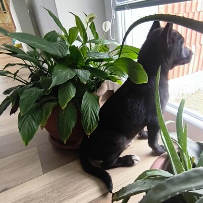 😉Whiskey ist ein 5 Monate alter Welpe ist ein sehr lieber und verschmuster Welpe 💥, Mischlingswelpe Welpen - Rüde