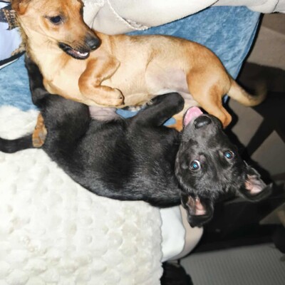 😉Whiskey ist ein 5 Monate alter Welpe ist ein sehr lieber und verschmuster Welpe 💥, Mischlingswelpe Welpen - Rüde