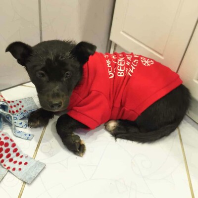 😉Whiskey ist ein 5 Monate alter Welpe ist ein sehr lieber und verschmuster Welpe 💥, Mischlingswelpe Welpen - Rüde