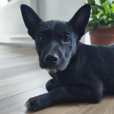 😉Whiskey ist ein 6 Monate alter Welpe ist ein sehr lieber und verschmuster Welpe 💥, Mischling Welpen - Rüde