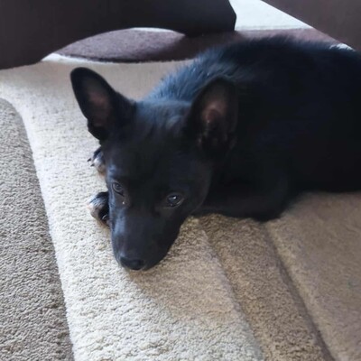 😉Whiskey ist ein 6 Monate alter Welpe ist ein sehr lieber und verschmuster Welpe 💥, Mischlingswelpe Welpen - Rüde