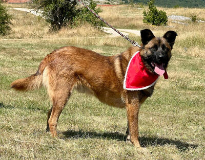 White Lunas Son möchte mit IHNEN durchs Leben gehen, Mischling - Rüde