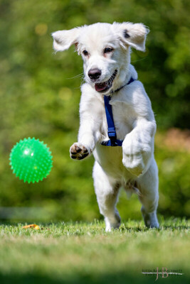 White Sam – mit Ahnentafel, Retriever Welpen - Rüde