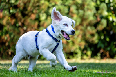 White Sam – mit Ahnentafel, Retriever Welpen - Rüde