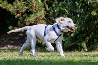 White Sam – mit Ahnentafel, Retriever Welpen - Rüde