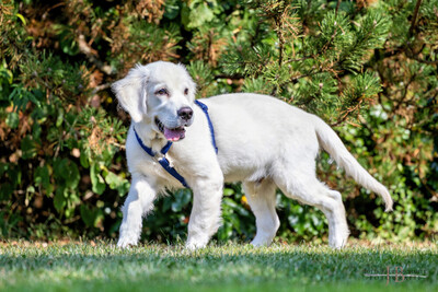 White Sam – mit Ahnentafel, Retriever Welpen - Rüde