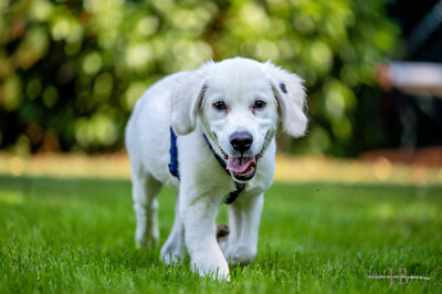 White Sam – mit Ahnentafel, Retriever Welpen - Rüde