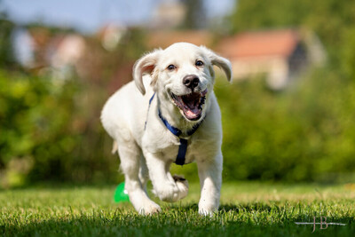 White Sam – mit Ahnentafel, Retriever Welpen - Rüde