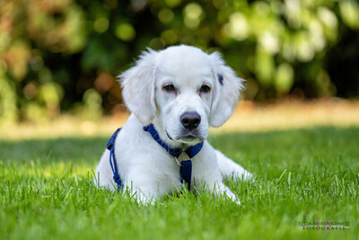 White Sam – mit Ahnentafel, Retriever Welpen - Rüde