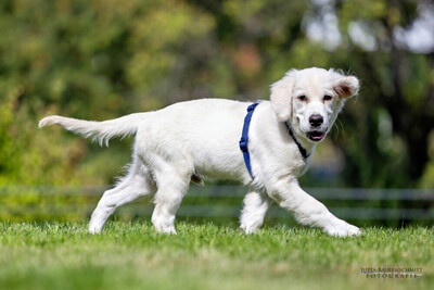 White Sam – mit Ahnentafel, Retriever Welpen - Rüde