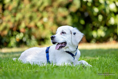 White Sam – mit Ahnentafel, Retriever Welpen - Rüde