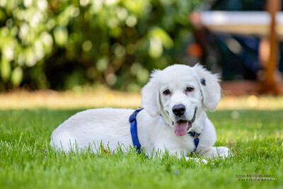 White Sam – mit Ahnentafel, Retriever Welpen - Rüde