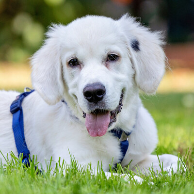 White Sam – mit Ahnentafel, Retriever Welpen - Rüde