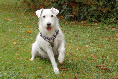 White - Snoop, Parson Russel Terrier - Rüde