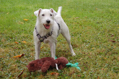 White - Snoop, Parson Russel Terrier - Rüde