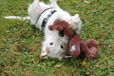 White - Snoop, Parson Russel Terrier - Rüde