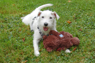 White - Snoop, Parson Russel Terrier - Rüde